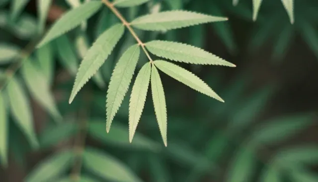 多用户商城系统的内容结构如何优化推广效果